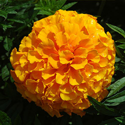 Marigold